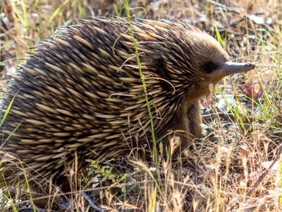 Tachyglossus aculeatus (Short-beaked Echidna) at West Wodonga, VIC - 11 Nov 2018 by karenretra