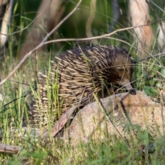 Tachyglossus aculeatus at West Wodonga, VIC - 11 Nov 2018 04:50 PM