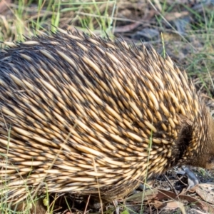 Tachyglossus aculeatus at West Wodonga, VIC - 11 Nov 2018 04:50 PM