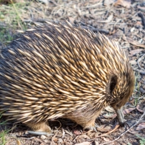 Tachyglossus aculeatus at West Wodonga, VIC - 11 Nov 2018 04:50 PM