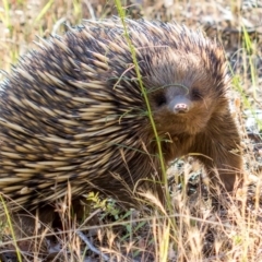 Tachyglossus aculeatus at West Wodonga, VIC - 11 Nov 2018