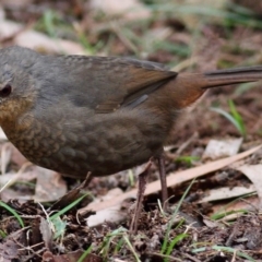 Pycnoptilus floccosus (Pilotbird) at QPRC LGA - 14 Mar 2010 by Marthijn