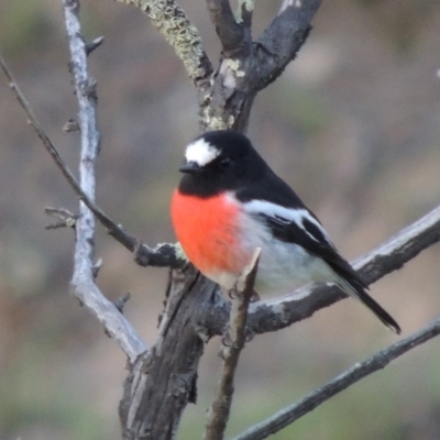 Petroica boodang (Scarlet Robin) at Greenway, ACT - 4 Jun 2019 by michaelb