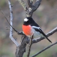 Petroica boodang (Scarlet Robin) at Bullen Range - 4 Jun 2019 by michaelb