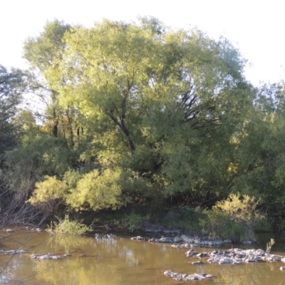 Salix nigra (Black Willow) at Tuggeranong DC, ACT - 27 Mar 2019 by michaelb