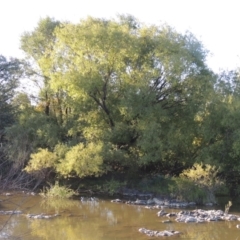 Salix nigra (Black Willow) at Point Hut to Tharwa - 27 Mar 2019 by michaelb