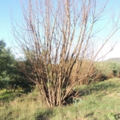 Salix nigra at Tuggeranong DC, ACT - 27 Mar 2019