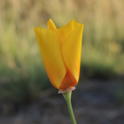 Eschscholzia californica (California Poppy) at Tuggeranong DC, ACT - 27 Mar 2019 by michaelb