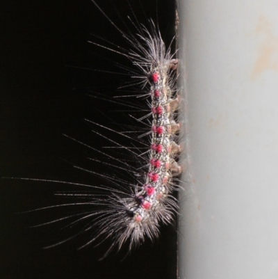 Anestia (genus) (A tiger moth) at Acton, ACT - 2 Jun 2019 by TimL