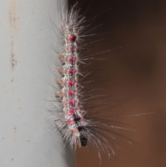 Anestia (genus) at Acton, ACT - 2 Jun 2019