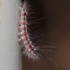 Anestia (genus) at Acton, ACT - 2 Jun 2019 01:10 PM