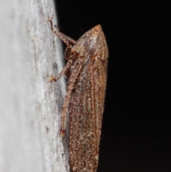 Cicadellidae (family) (Unidentified leafhopper) at Acton, ACT - 1 Jun 2019 by TimL