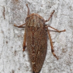 Cicadellidae (family) at Acton, ACT - 1 Jun 2019