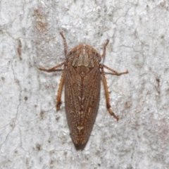 Cicadellidae (family) at Acton, ACT - 1 Jun 2019 01:23 PM