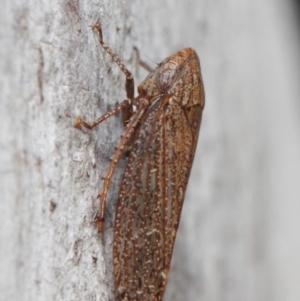 Cicadellidae (family) at Acton, ACT - 1 Jun 2019