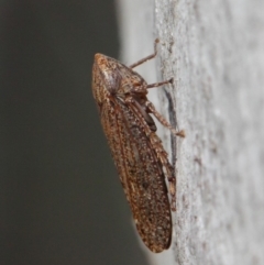 Cicadellidae (family) at Acton, ACT - 1 Jun 2019 01:23 PM