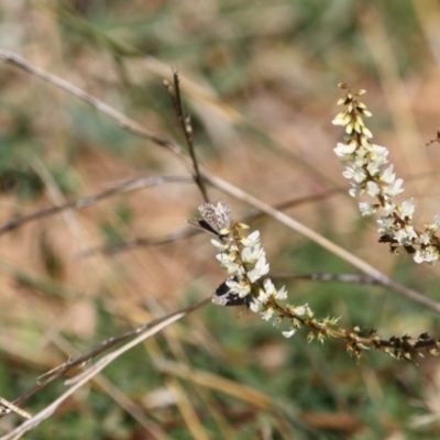 Theclinesthes serpentata (Saltbush Blue) at Red Hill Nature Reserve - 6 Jun 2019 by LisaH