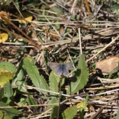 Theclinesthes serpentata at Deakin, ACT - 6 Jun 2019 04:19 PM