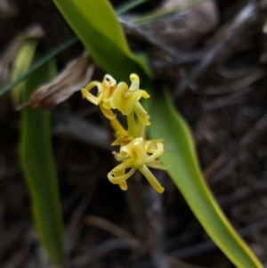 Cestichis reflexa at Bundanoon, NSW - suppressed