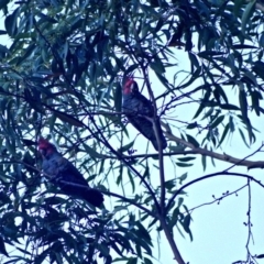 Callocephalon fimbriatum (Gang-gang Cockatoo) at Budgong, NSW - 6 Jun 2019 by Ry