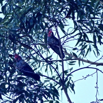 Callocephalon fimbriatum (Gang-gang Cockatoo) at Budgong, NSW - 5 Jun 2019 by Ry