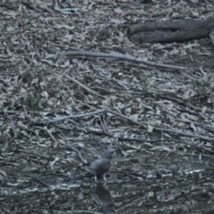 Callocephalon fimbriatum at Budgong, NSW - 6 Jun 2019