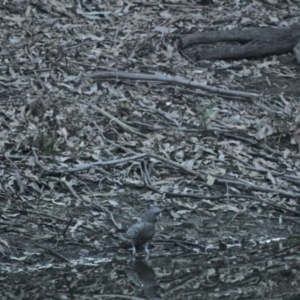Callocephalon fimbriatum at Budgong, NSW - suppressed