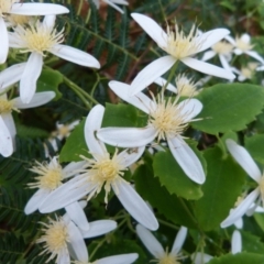 Clematis sp. (Old Man's Beard) at Woollamia, NSW - 28 Sep 2012 by christinemrigg