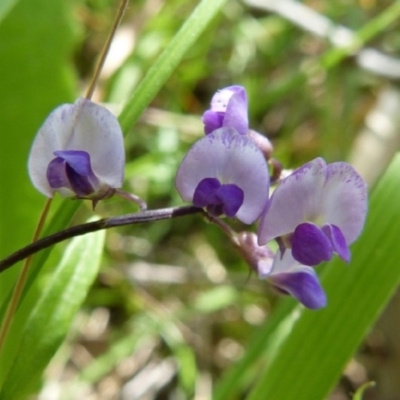 Glycine sp. at Sanctuary Point - Basin Walking Track Bushcare - 21 Nov 2015 by christinemrigg