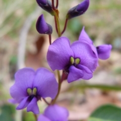 Hardenbergia violacea (False Sarsaparilla) at Sanctuary Point, NSW - 9 Aug 2012 by christinemrigg