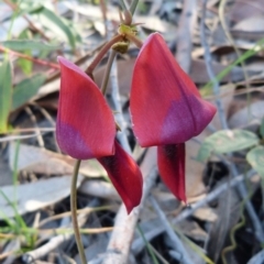 Kennedia rubicunda (Dusky Coral Pea) at Sanctuary Point - Basin Walking Track Bushcare - 8 Aug 2015 by christinemrigg