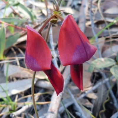 Kennedia rubicunda (Dusky Coral Pea) at Sanctuary Point, NSW - 8 Aug 2015 by christinemrigg