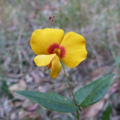 Platylobium formosum (Handsome Flat Pea) at Vincentia, NSW - 1 Jan 2013 by christinemrigg