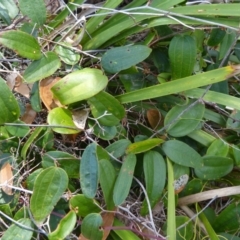 Smilax glyciphylla (Native Sarsaparilla) at Sanctuary Point - Basin Walking Track Bushcare - 10 Dec 2016 by christinemrigg