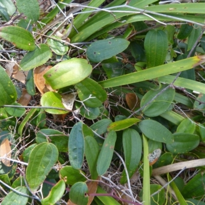 Smilax glyciphylla (Native Sarsaparilla) at Sanctuary Point - Basin Walking Track Bushcare - 11 Dec 2016 by christinemrigg