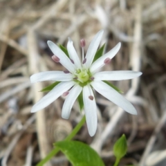 Stellaria flaccida (Forest Starwort) at Saint Georges Basin, NSW - 26 Oct 2018 by christinemrigg