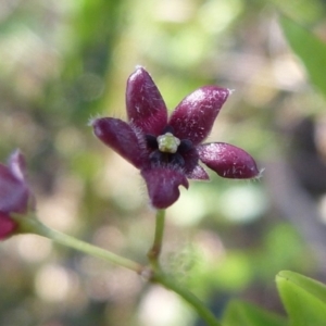 Vincetoxicum barbatum at Saint Georges Basin, NSW - 27 Oct 2018