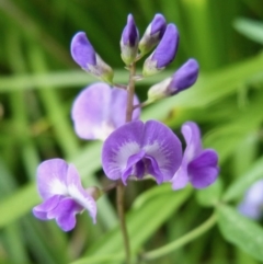 Glycine sp. at Sanctuary Point - Basin Walking Track Bushcare - 1 Jan 2013 by christinemrigg