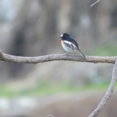 Petroica boodang (Scarlet Robin) at Albury, NSW - 26 May 2019 by MattLincoln