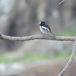 Petroica boodang at Albury, NSW - 26 May 2019