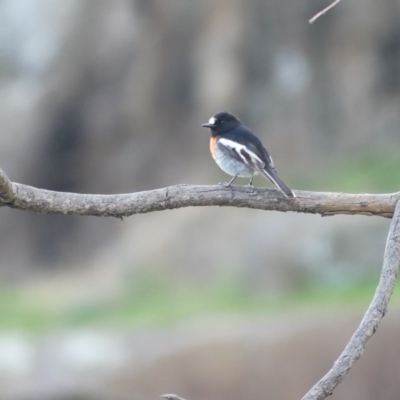 Petroica boodang (Scarlet Robin) at Monument Hill and Roper Street Corridor - 26 May 2019 by MattLincoln