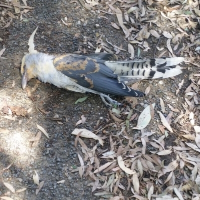 Scythrops novaehollandiae (Channel-billed Cuckoo) at Albury - 12 Feb 2019 by MattLincoln