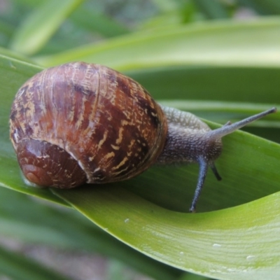 Cornu aspersum (Common Garden Snail) at Pollinator-friendly garden Conder - 12 Jan 2016 by michaelb