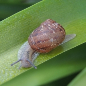 Cornu aspersum at Conder, ACT - 13 Jan 2016