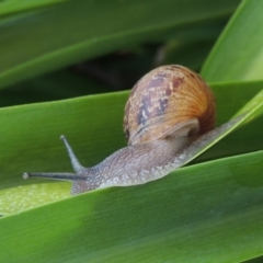 Cornu aspersum at Conder, ACT - 13 Jan 2016