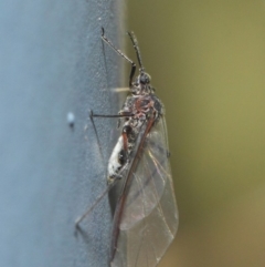 Aphididae (family) (Unidentified aphid) at Hackett, ACT - 5 Jun 2019 by Tim L