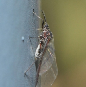 Aphididae (family) at Hackett, ACT - 5 Jun 2019