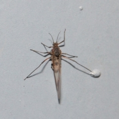 Aphididae (family) at Hackett, ACT - 5 Jun 2019 12:09 PM