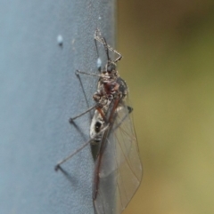 Aphididae (family) at Hackett, ACT - 5 Jun 2019 12:09 PM