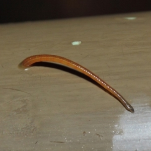 Hirudinidae sp. (family) at Acton, ACT - 3 May 2019